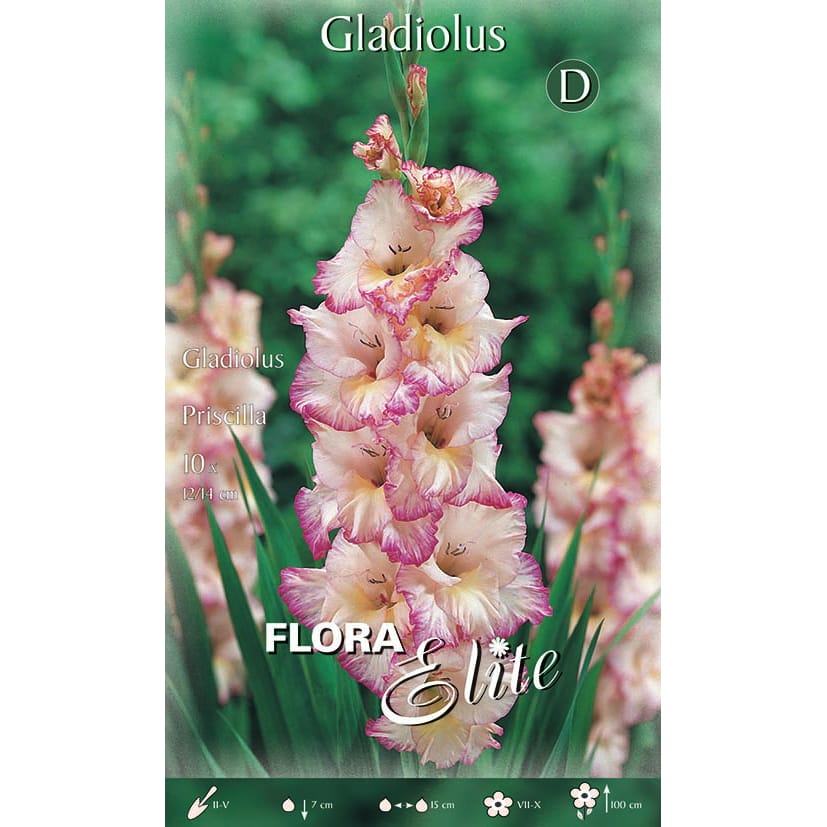 Kardelis ‘Priscilla’ (10vnt)