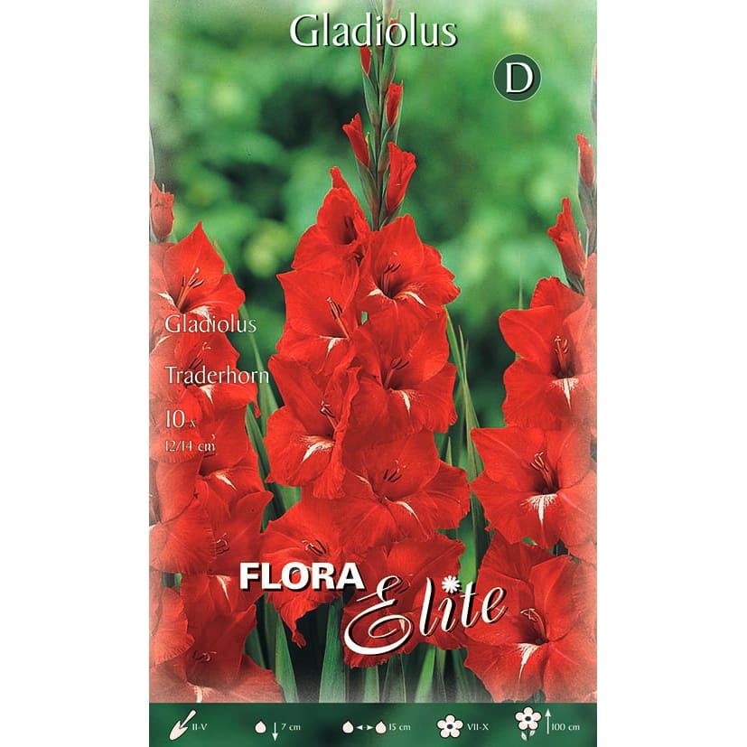 Kardelis ‘Traderhorn’ (10vnt)