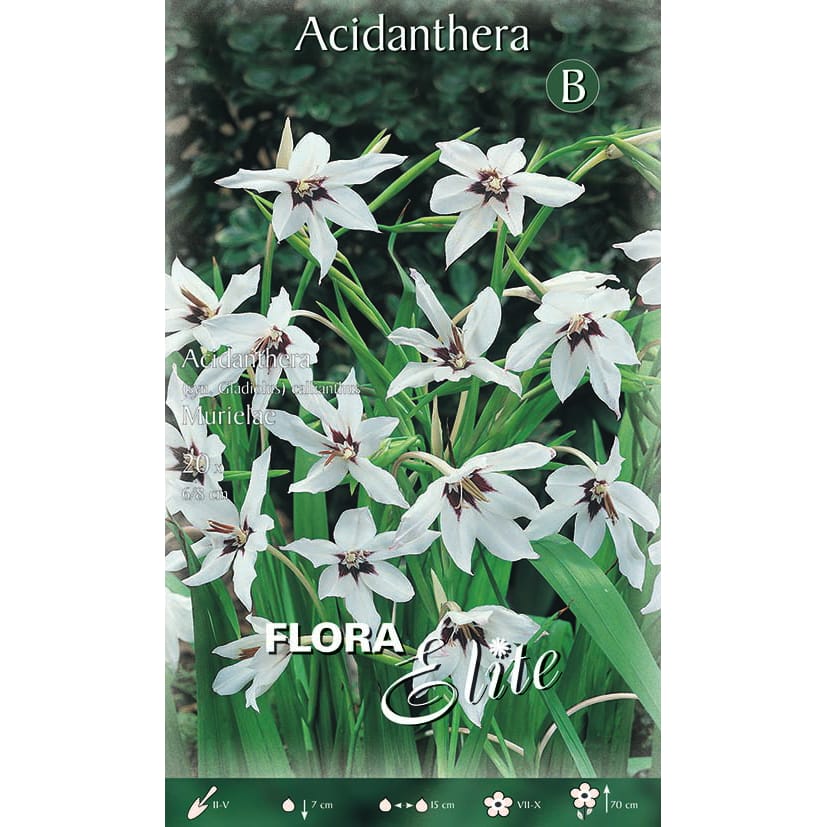 Abisinijos kardeliai (Acidanthera) (20vnt)