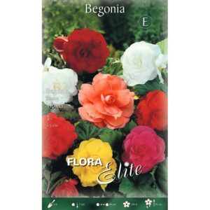Begonijos 'Double Mixed' (3vnt)