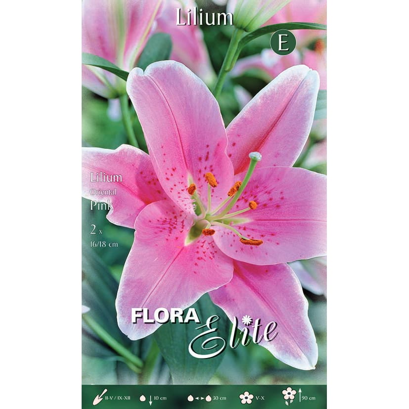 Lelija 'Oriental Pink' (2vnt)