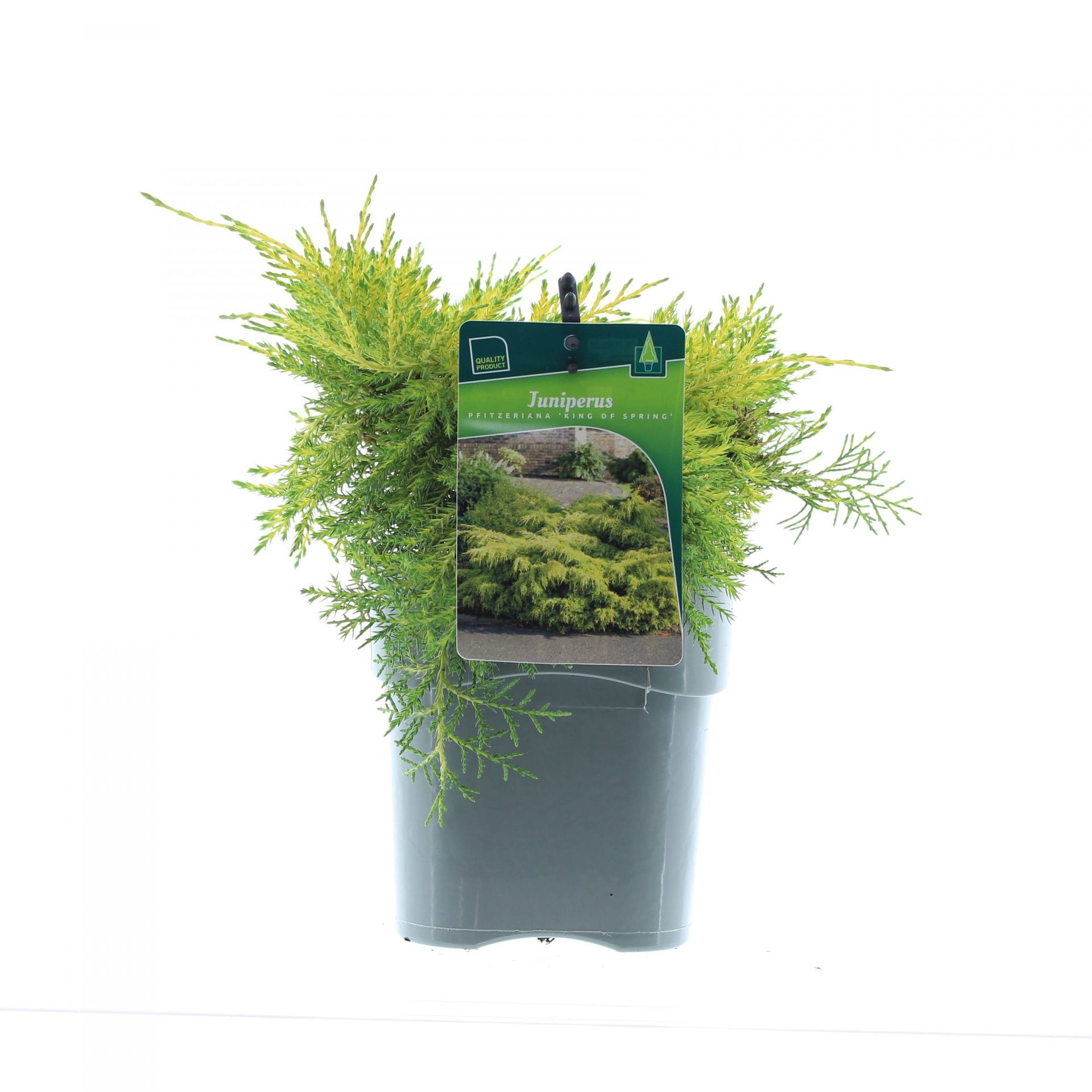 Tarpinis kadagys 'King of Spring'