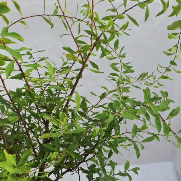 Lanksva niponinė 'Snowmound' - Image 2