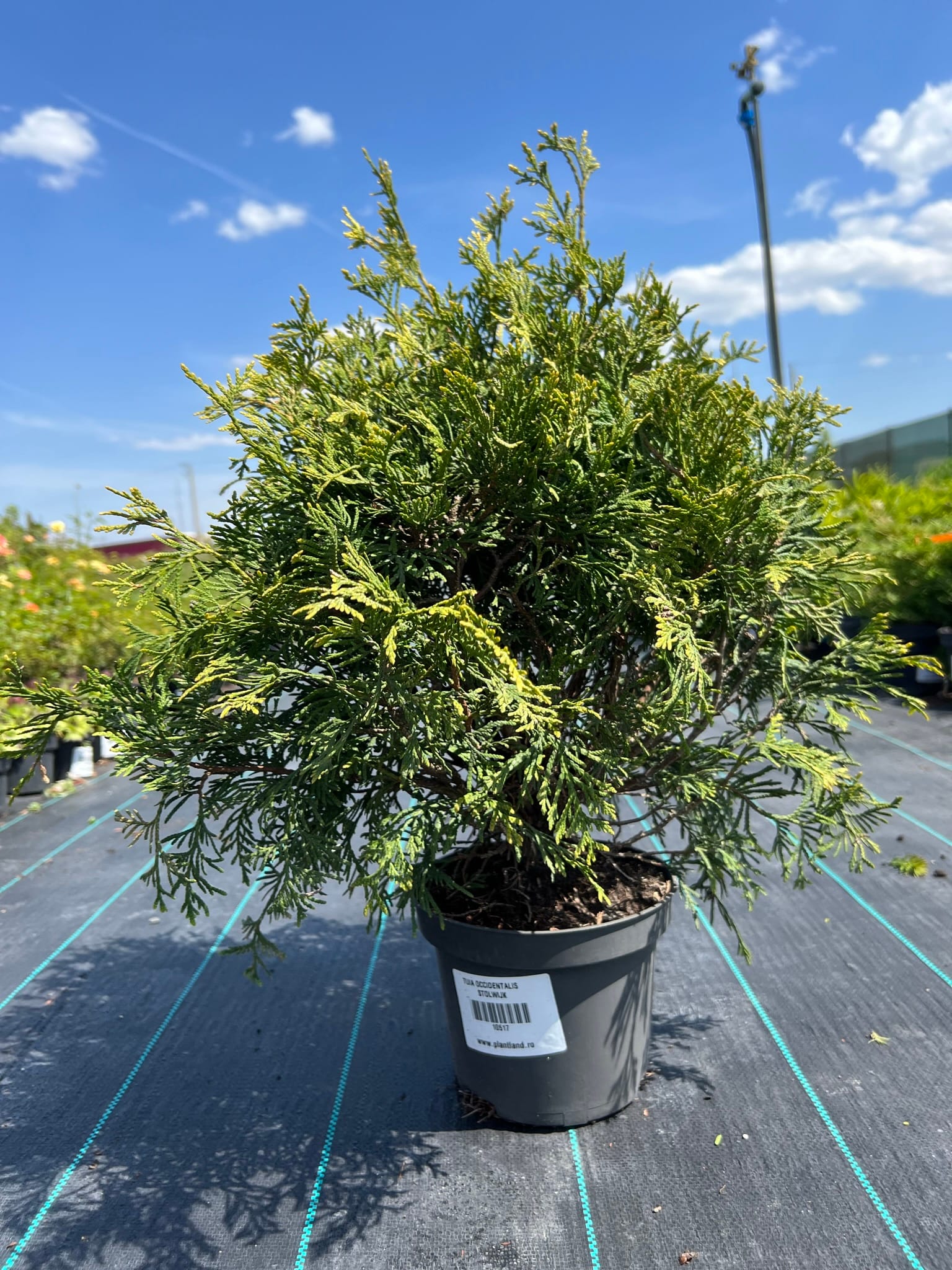 Tuja vakarinė 'Stolwijk'