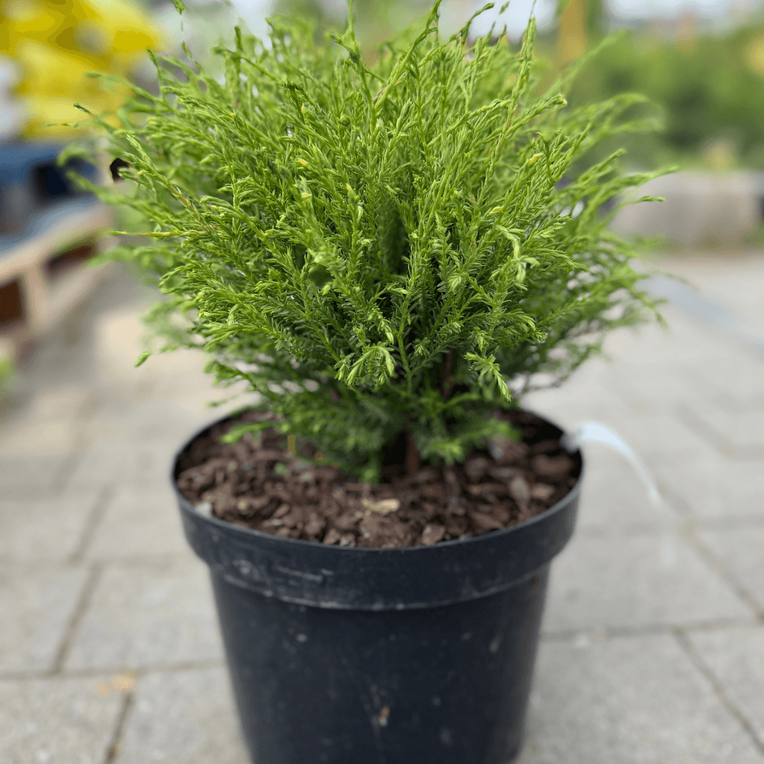 Tuja Vakarinė ’Bowling ball’