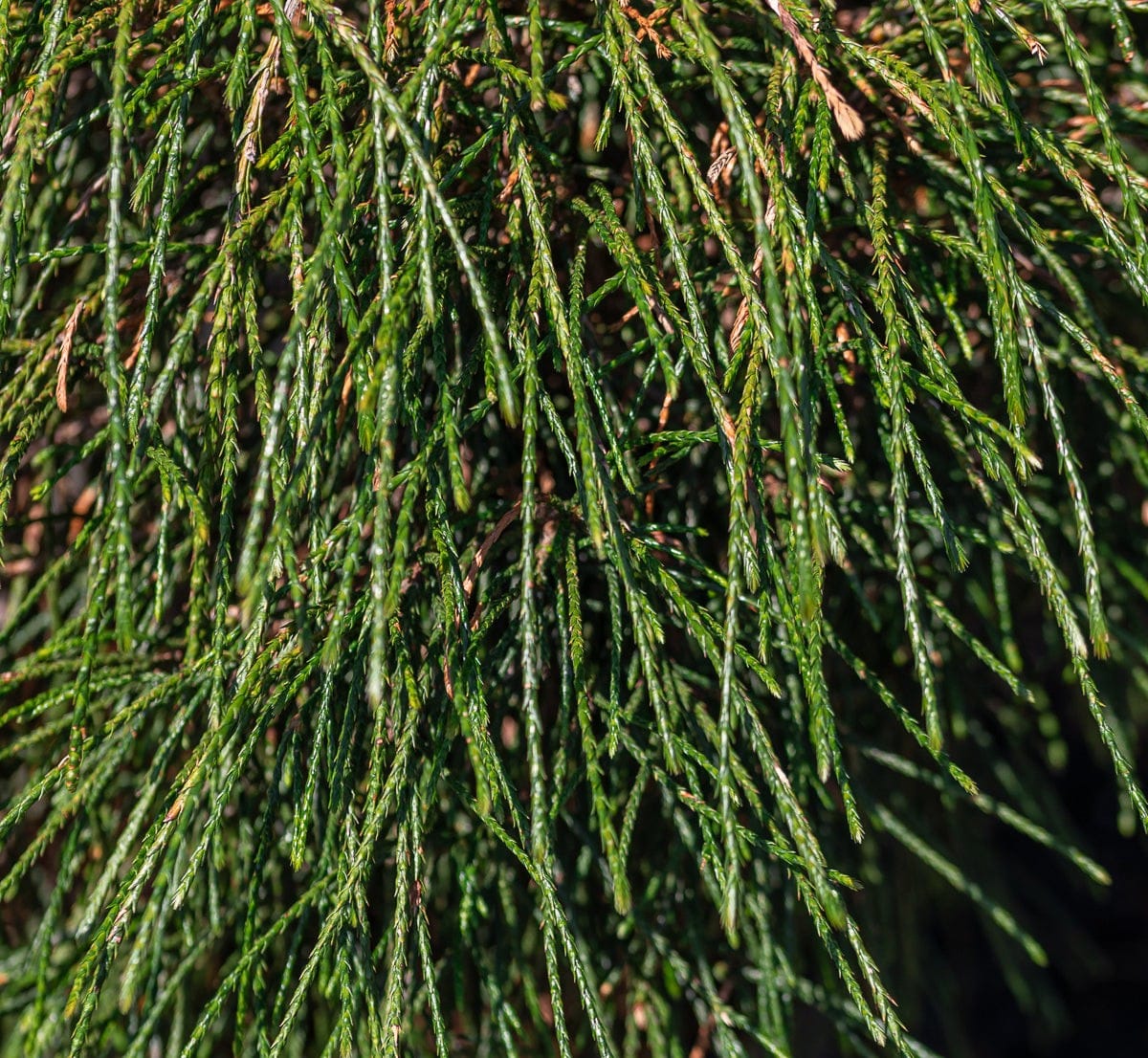 Siūlinė tuja 'Whipcord' - Image 2