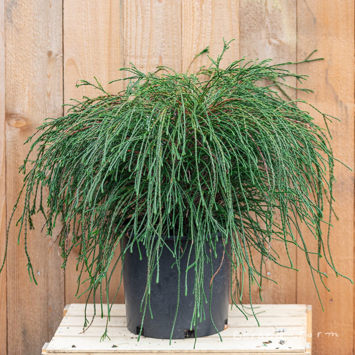 Siūlinė tuja 'Whipcord'