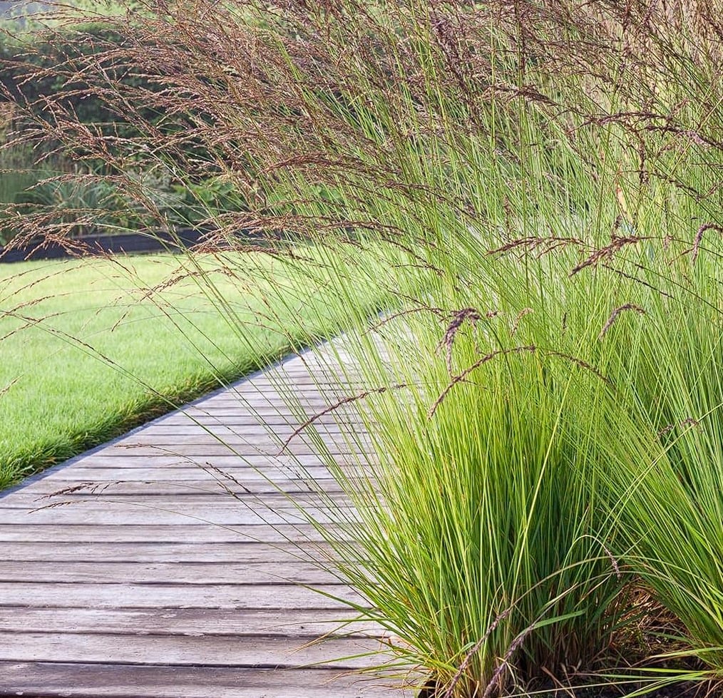 Melvenė melsvoji 'Edith Dudszus'