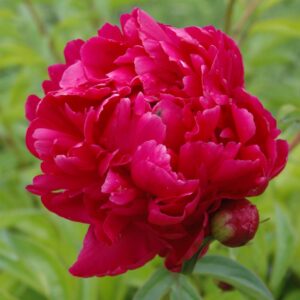 Bijūnas žolinis 'Adolphe Rousseau'