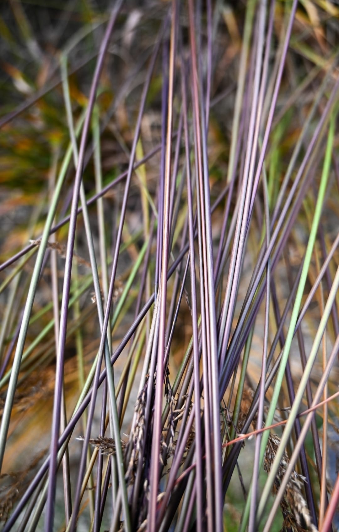 Melvenė melsvoji ‘Black Arrows‘ - Image 2