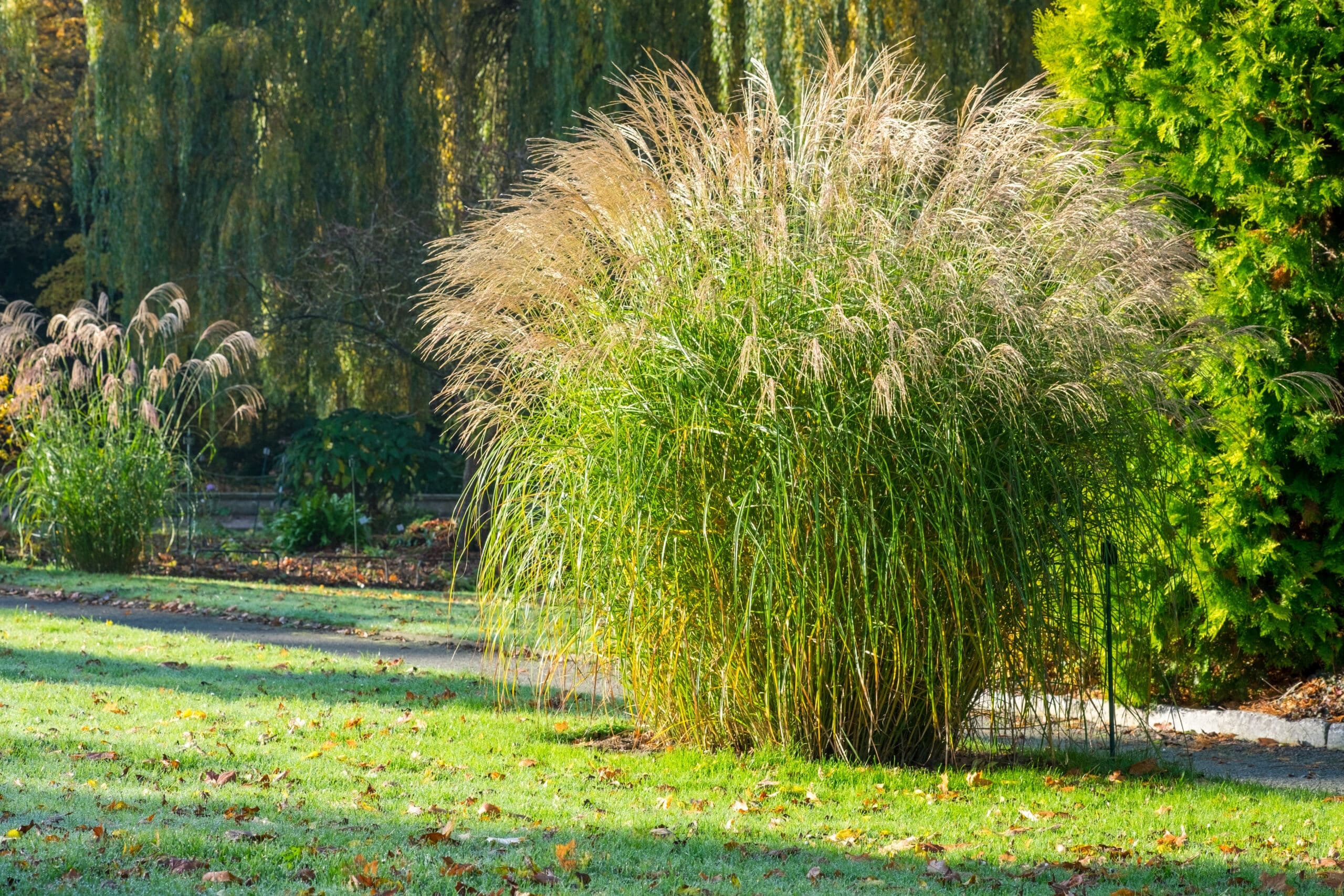 Miskantas kininis 'Adagio' - Image 2