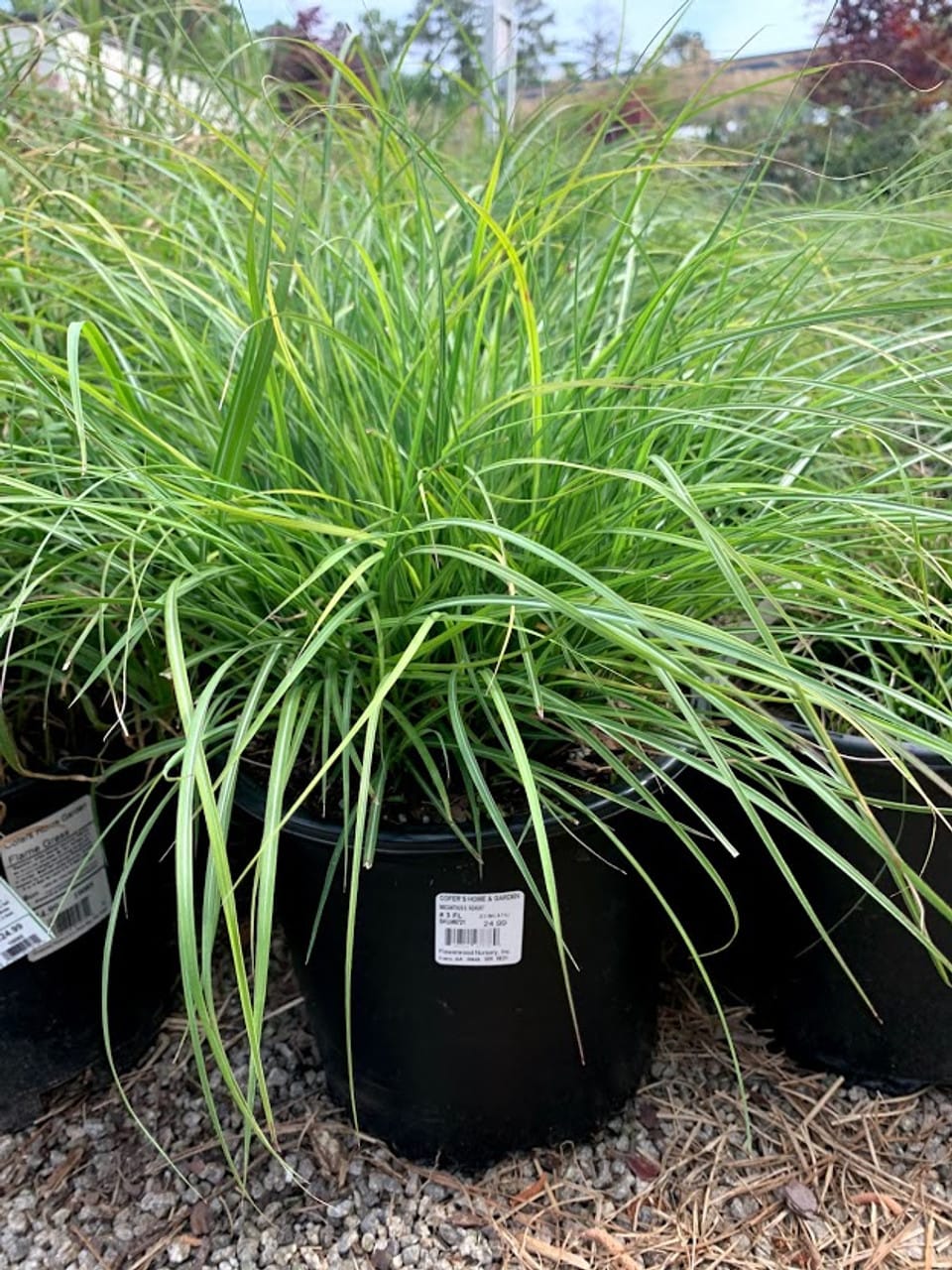 Miskantas kininis 'Adagio'