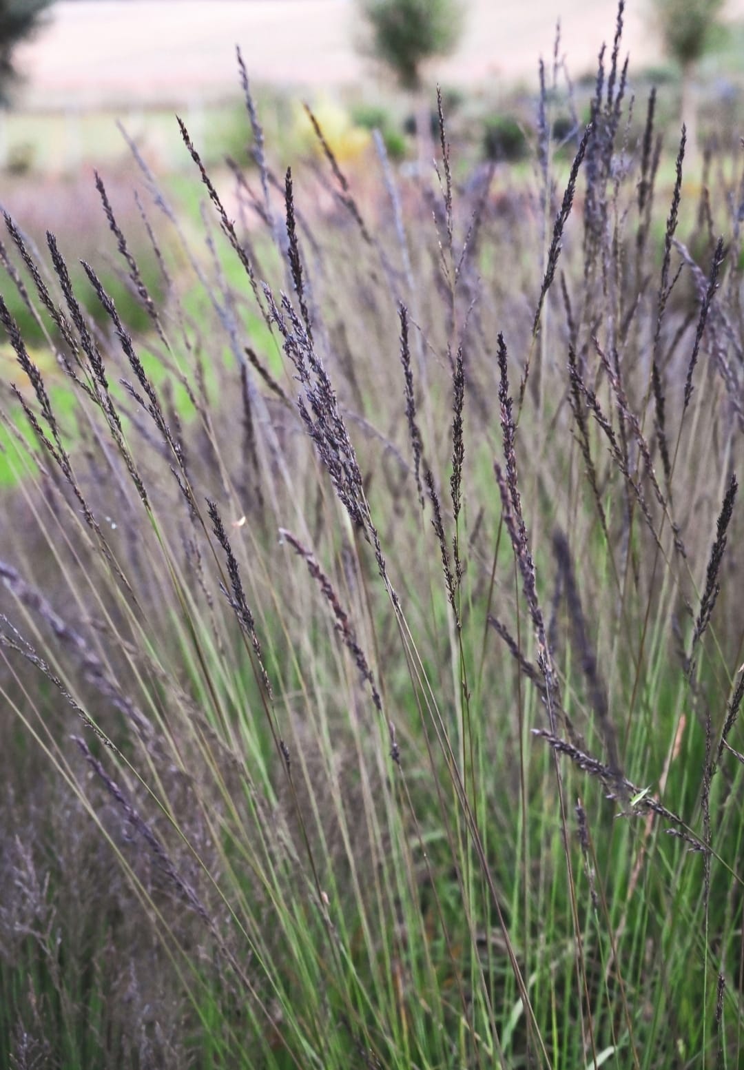 Melvenė melsvoji ‘Black Arrows‘