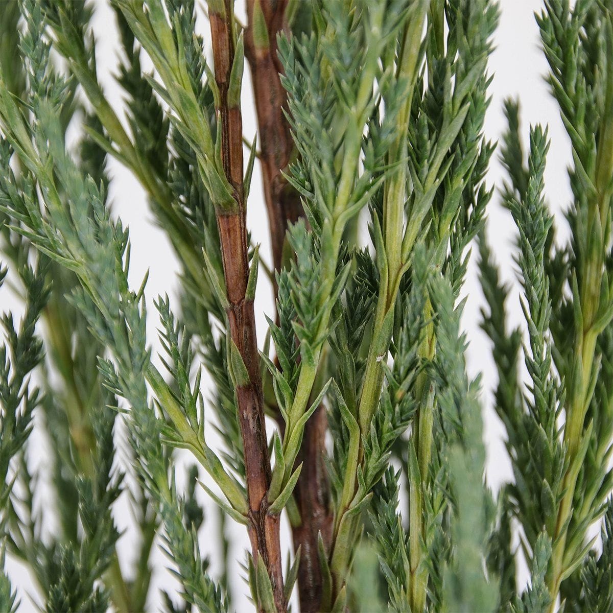 Kadagys uolinis 'Blue arrow' - Image 2