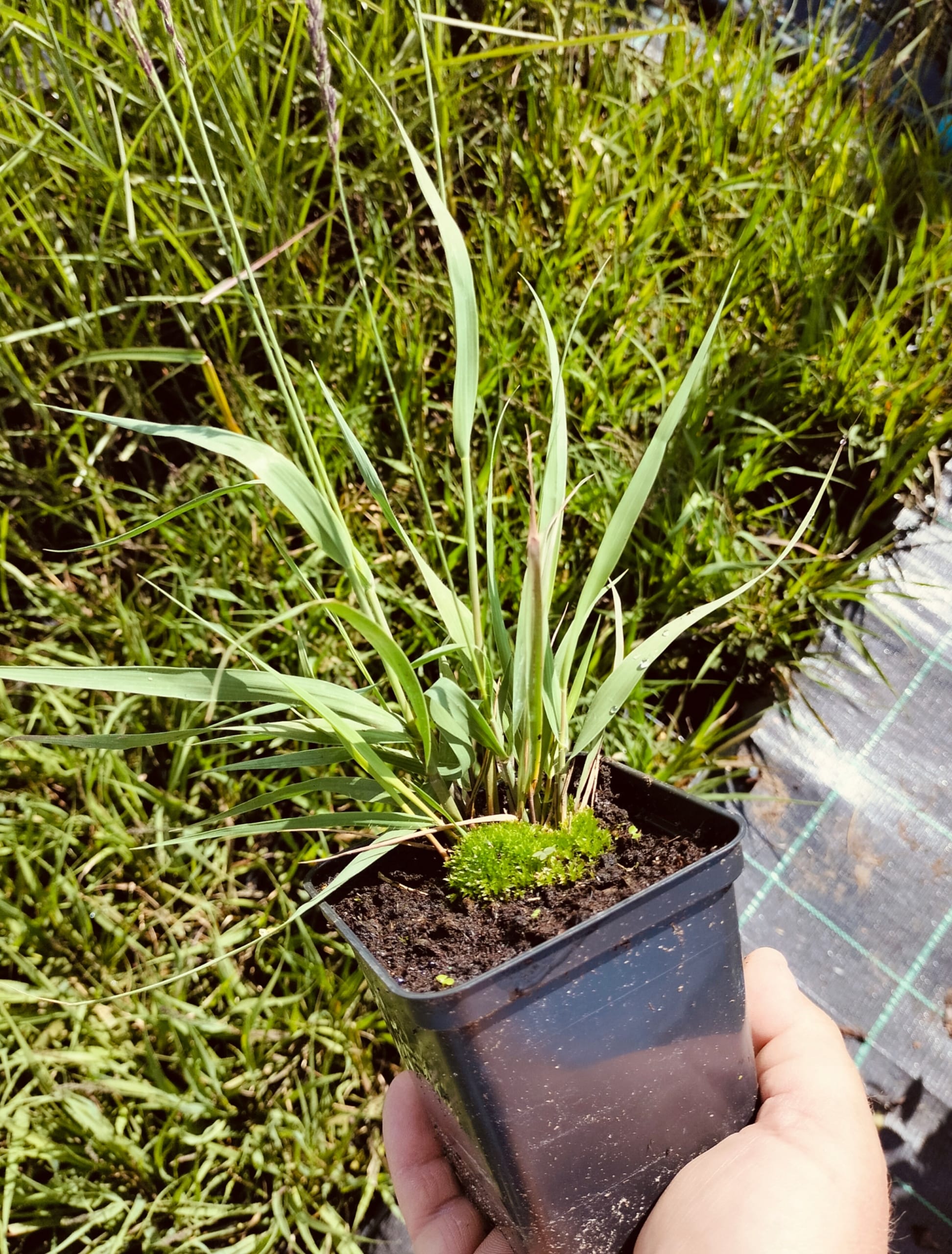 Melvenė melsvoji ‘Black Arrows‘ - Image 3