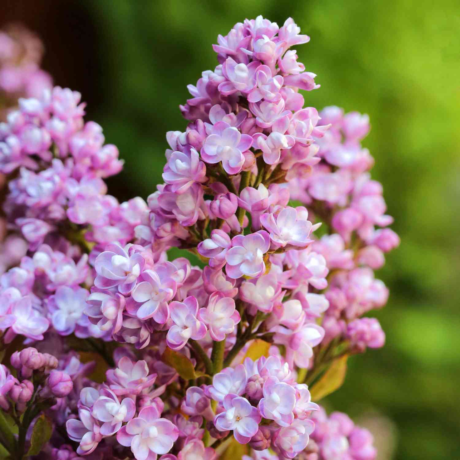 Alyva 'Belle de Nancy'