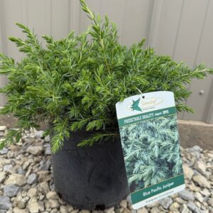 Pajūrinis kadagys 'Blue Pacific'