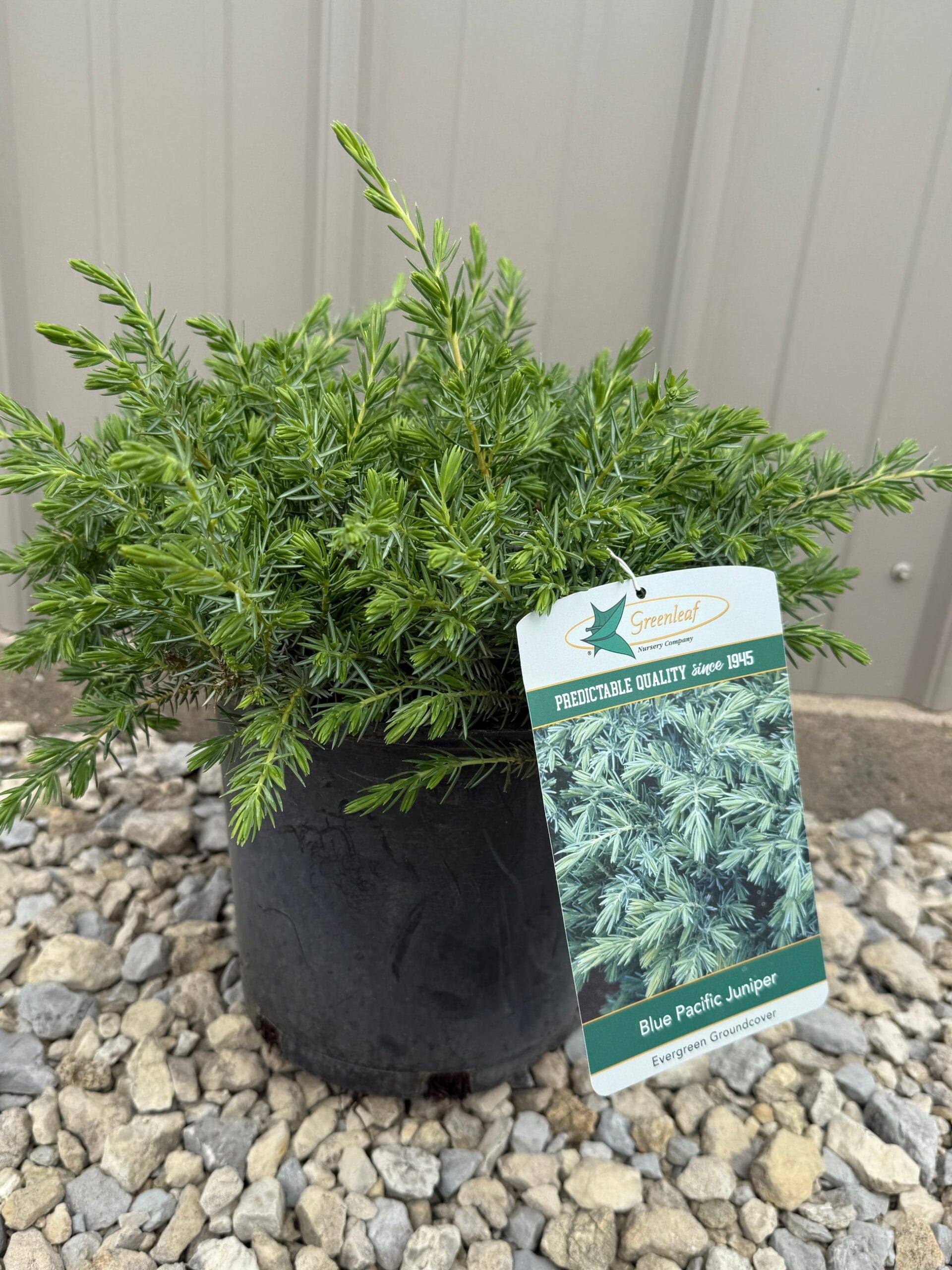 Pajūrinis kadagys 'Blue Pacific'