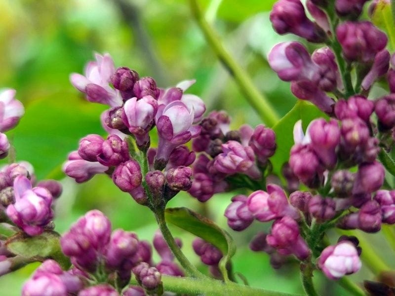 Alyva 'Belle de Nancy' - Image 2