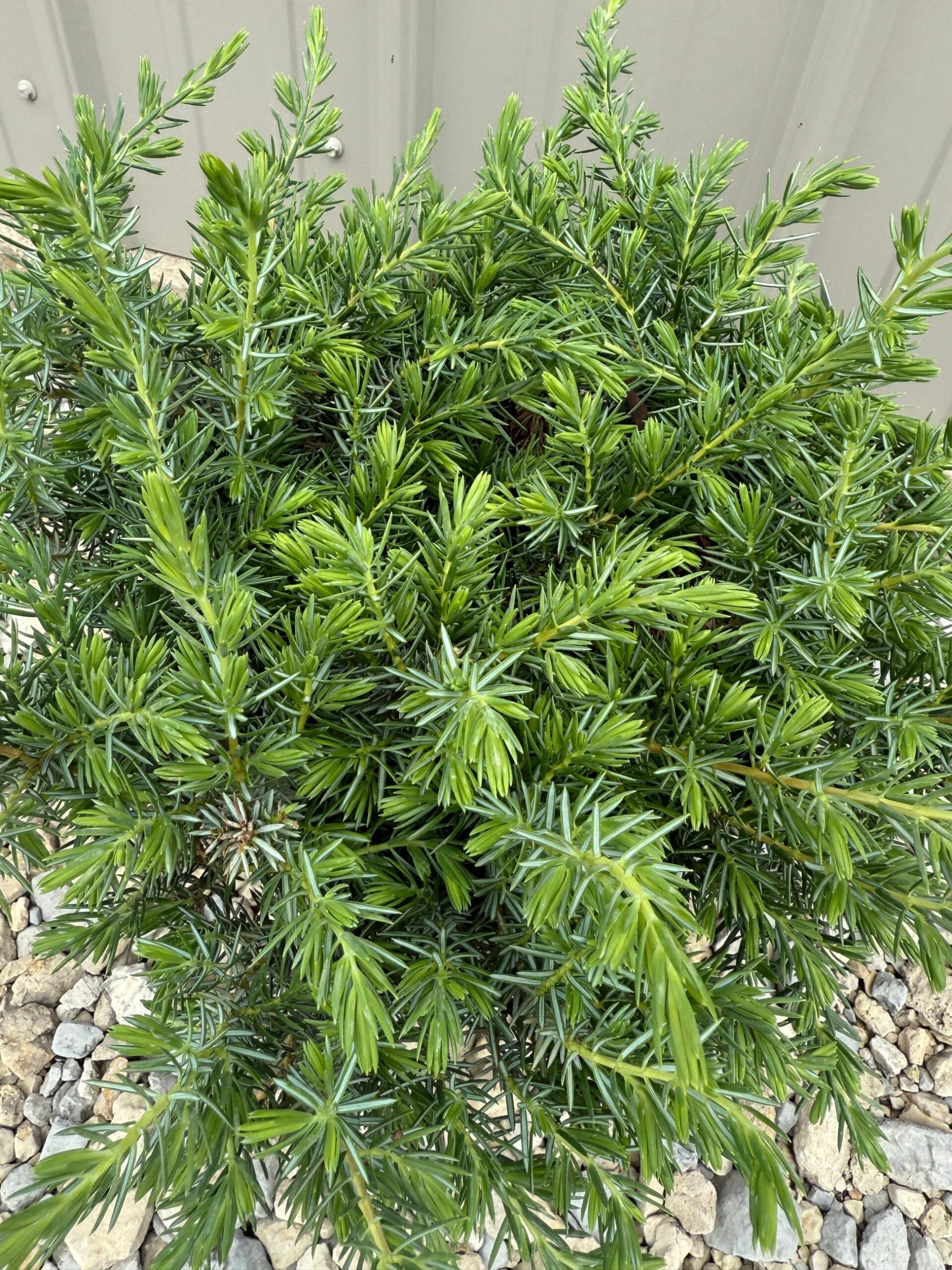 Pajūrinis kadagys 'Blue Pacific' - Image 2