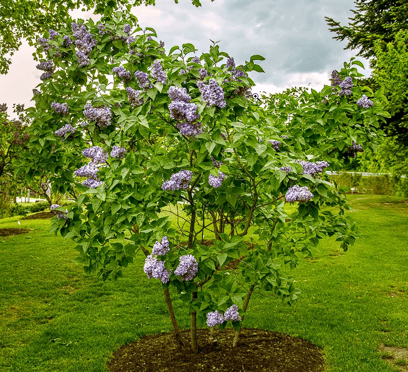 Alyva paprastoji 'Nadezhda' - Image 2