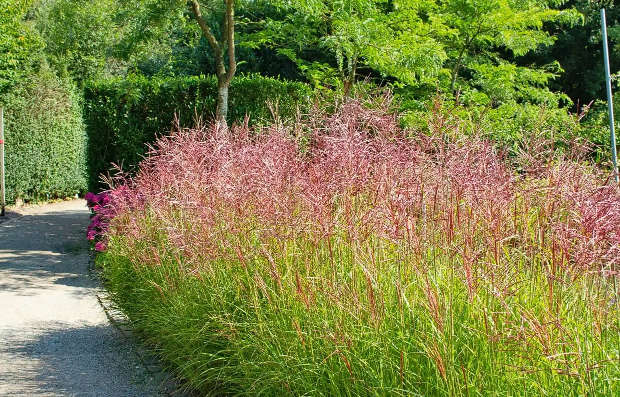 Kininis miskantas ‘Ferner Osten’ - Image 2