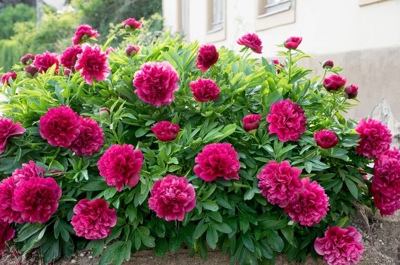 Bijūnas 'Felix Crousse' - Image 2