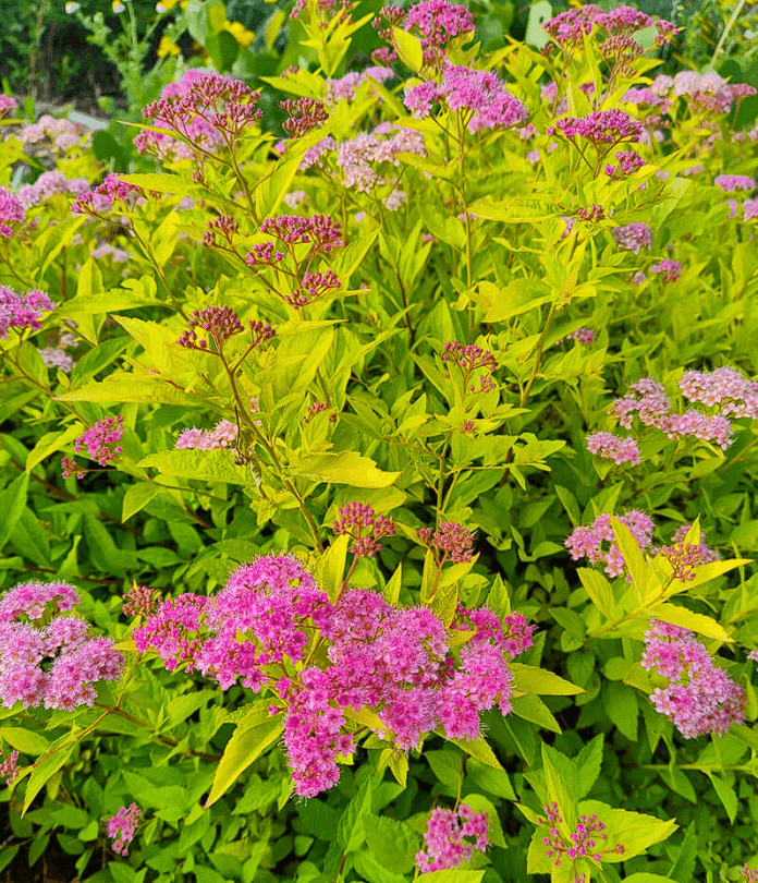 Lanksva japoninė 'Goldmound' - Image 2