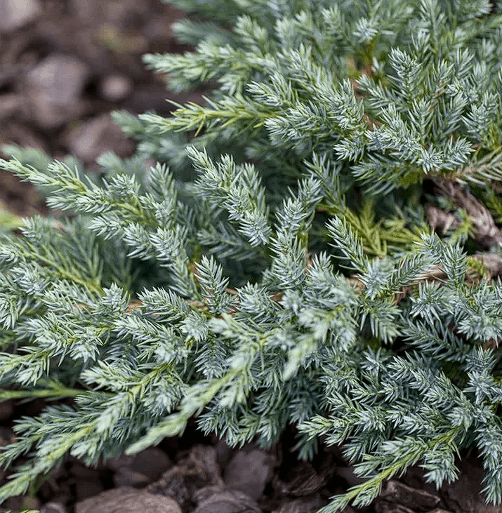 Žvynuotasis kadagys 'Blue Star' - Image 2