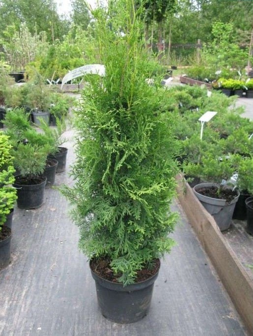 Vakarinė tuja 'Columna'