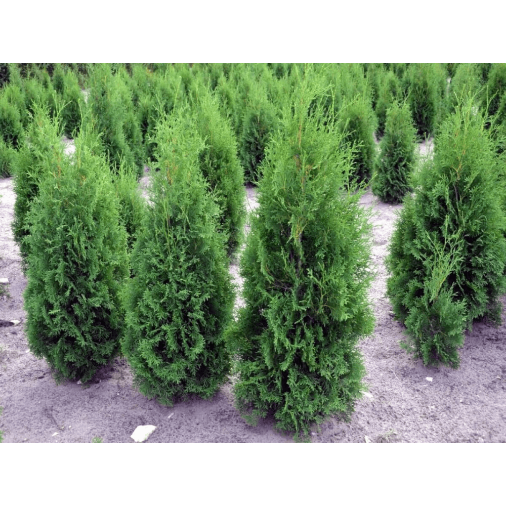 Vakarinė tuja 'Columna' - Image 2
