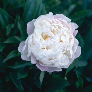 Bijūnas 'Duchesse de Nemours'