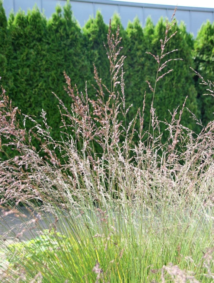 Melvenė melsvoji 'Edith Dudszus' - Image 2