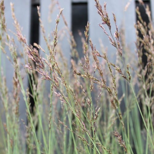 Melvenė melsvoji 'Edith Dudszus' - Image 3