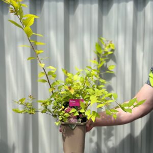 Lanksva japoninė ‘Firelight’