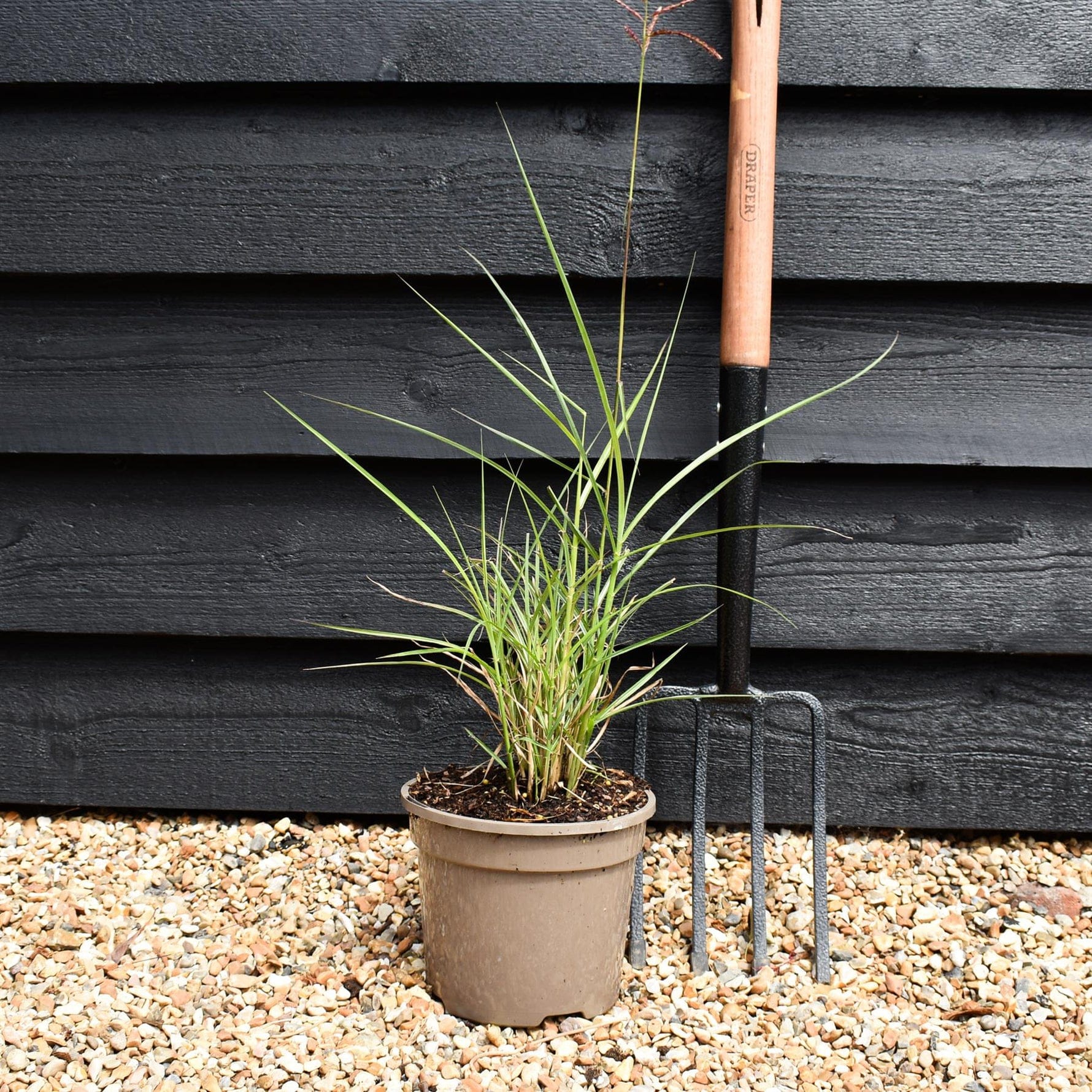 Kininis miskantas ‘Ferner Osten’