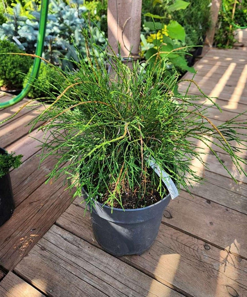 Vakarinė tuja 'Filiformis'