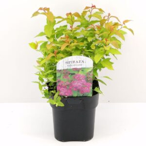 Lanksva japoninė ’Goldflame’