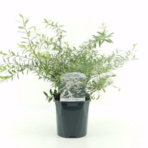 Lanksva pilkoji 'Grefsheim'