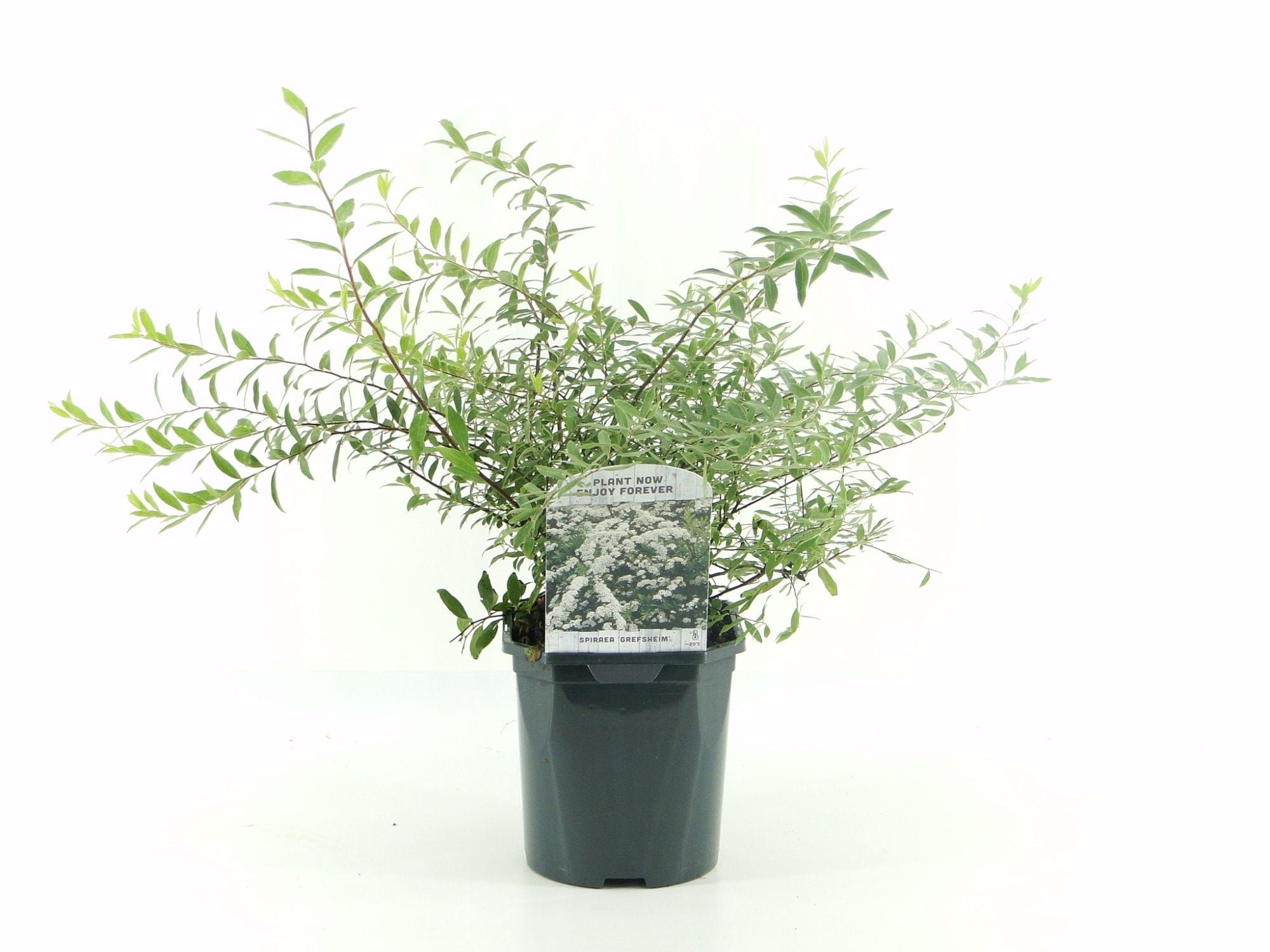 Lanksva pilkoji 'Grefsheim'