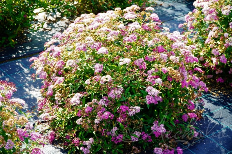 Lanksva japoninė ‘Genpei’ - Image 2