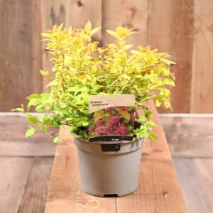 Lanksva japoninė 'Goldmound'