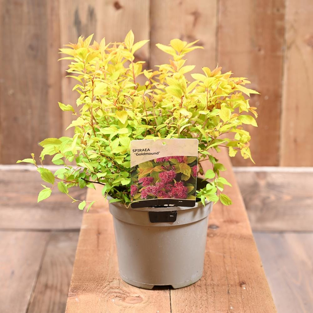 Lanksva japoninė 'Goldmound'