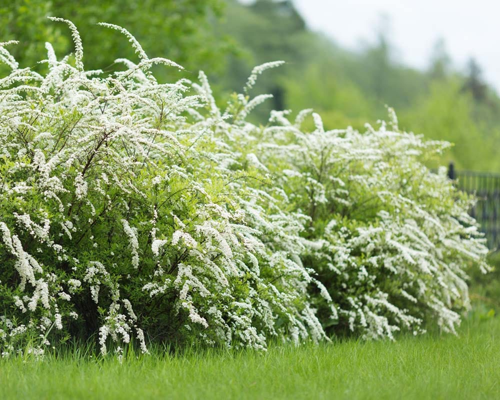 Lanksva pilkoji 'Grefsheim' - Image 2