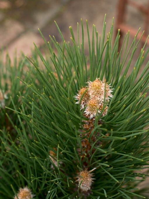Juodoji pušis ’Green Tower’ - Image 2