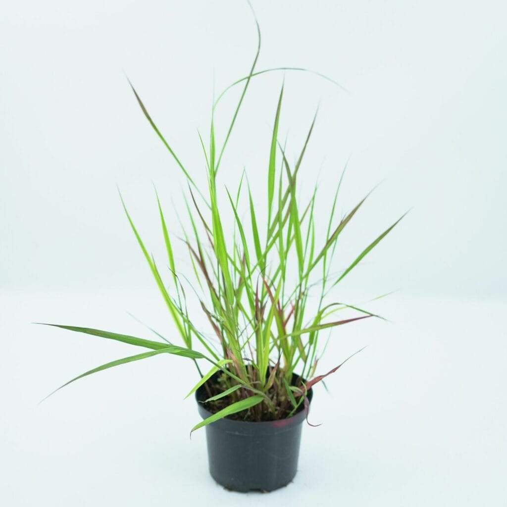 Miskantas 'Grosse Fontane'