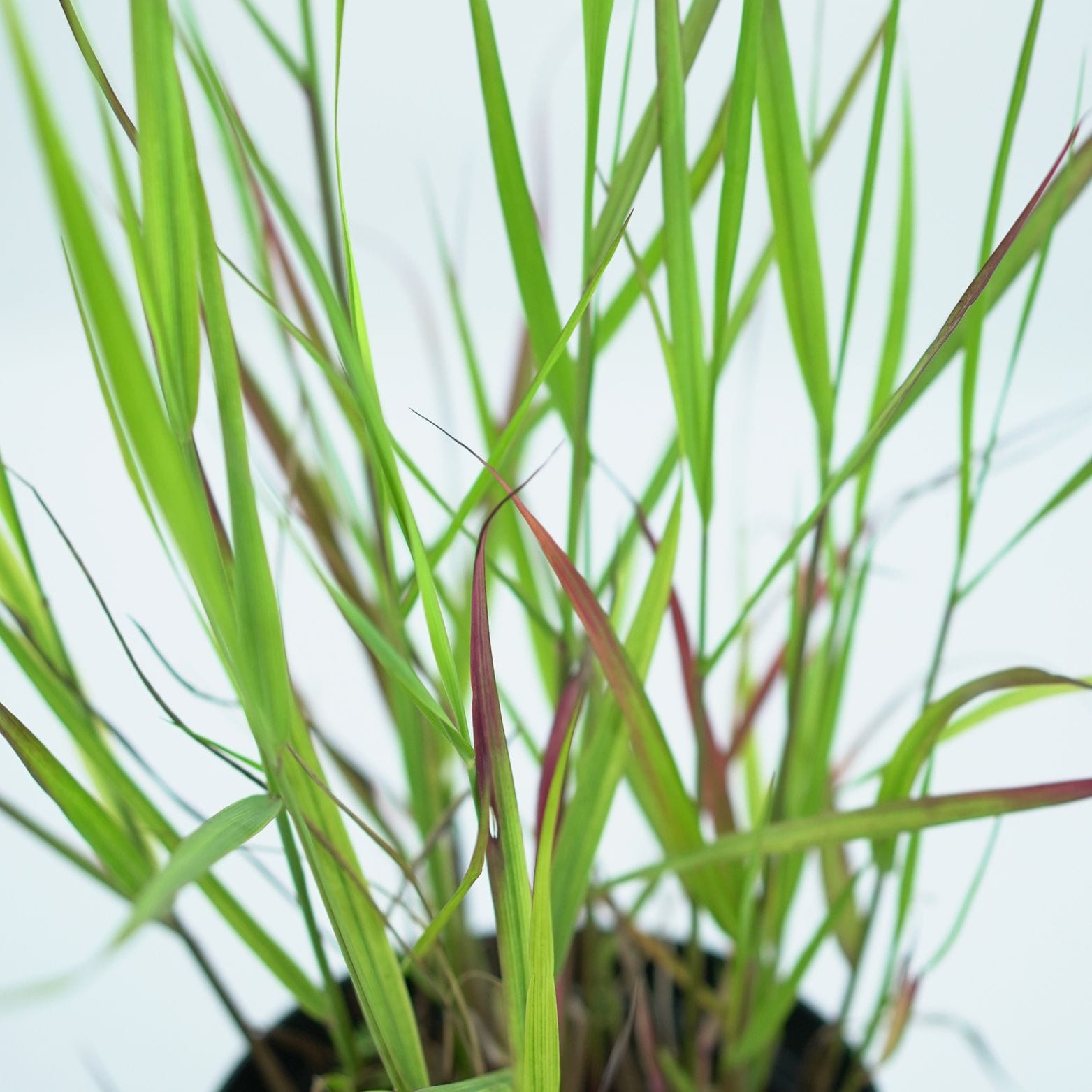 Miskantas 'Grosse Fontane' - Image 2