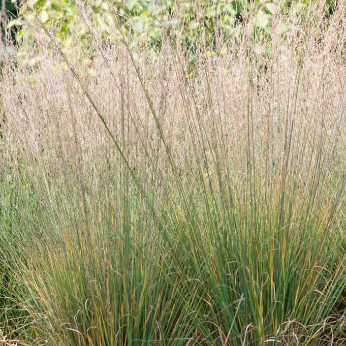 Melsvoji melvenė 'Heidebraut' - Image 2