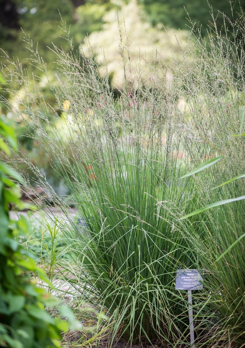 Melsvoji melvenė 'Heidebraut'