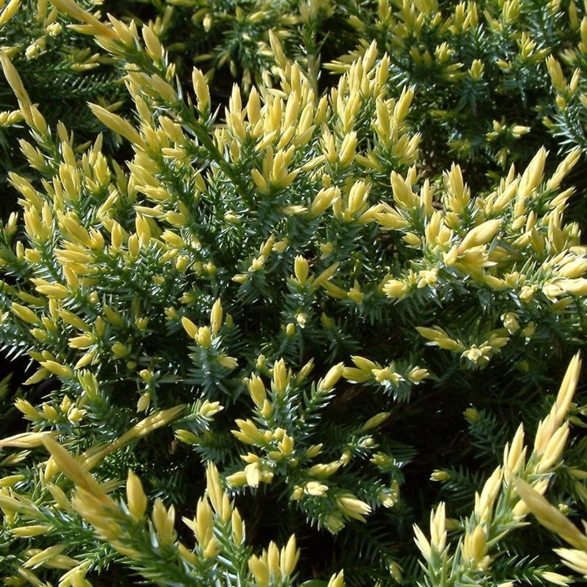 Žvynuotasis kadagys 'Holger' - Image 4